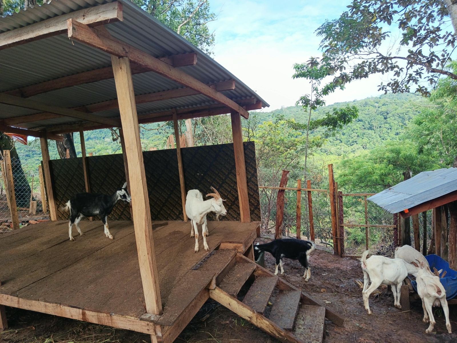 The goats and their shelter