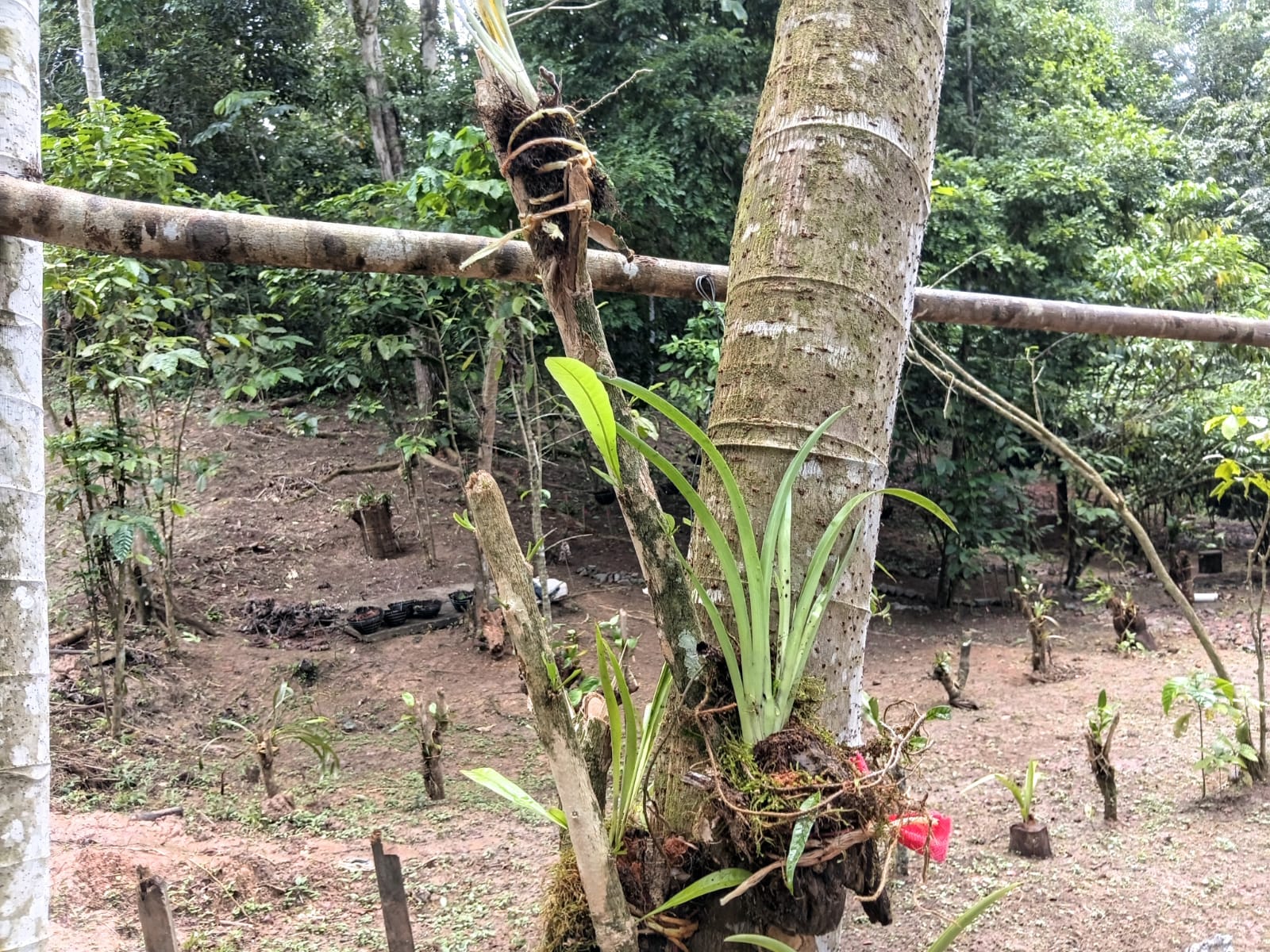Orchids mounted on trees