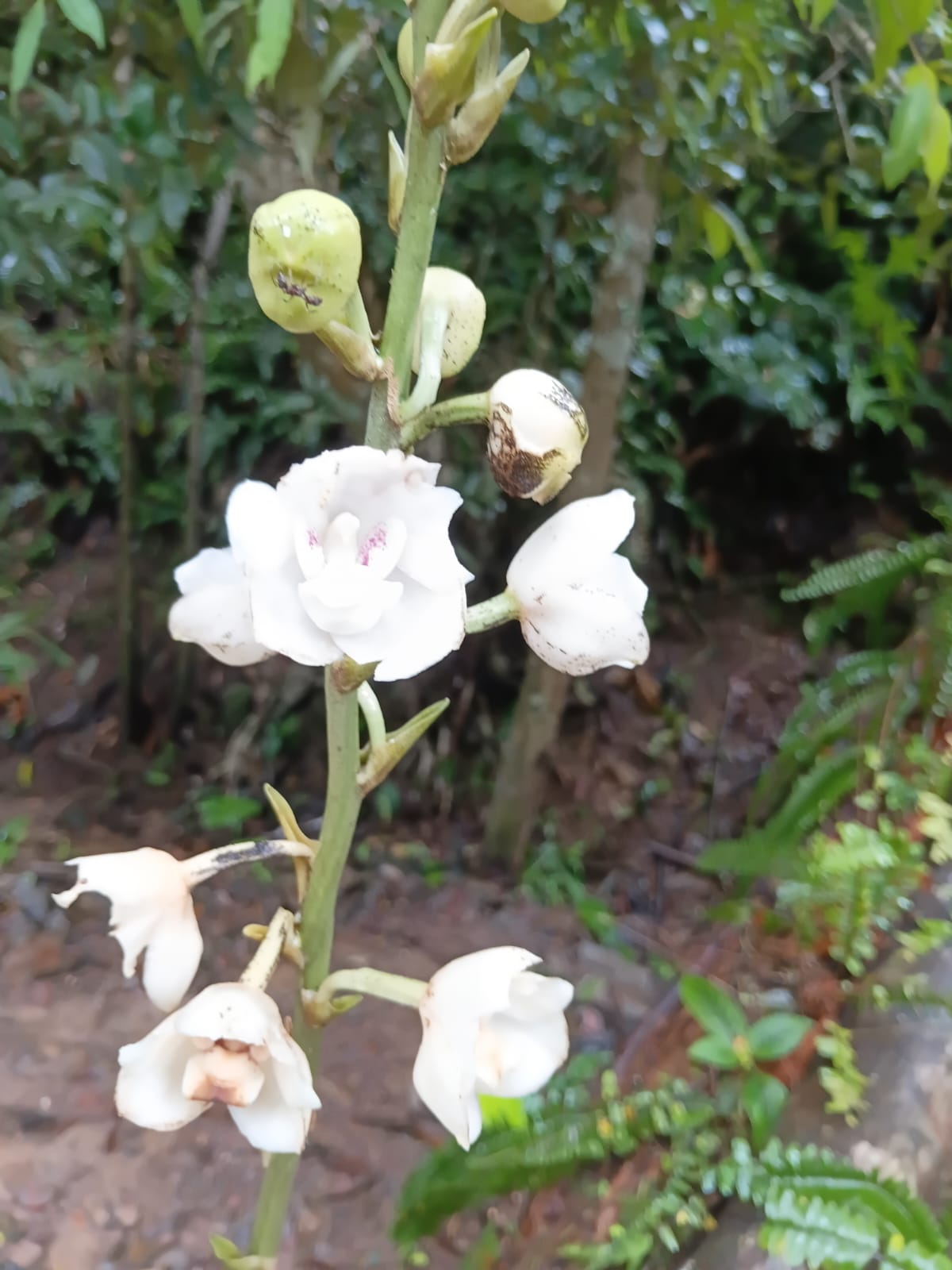 Esp&iacute;ritu Santo orchid in bloom
