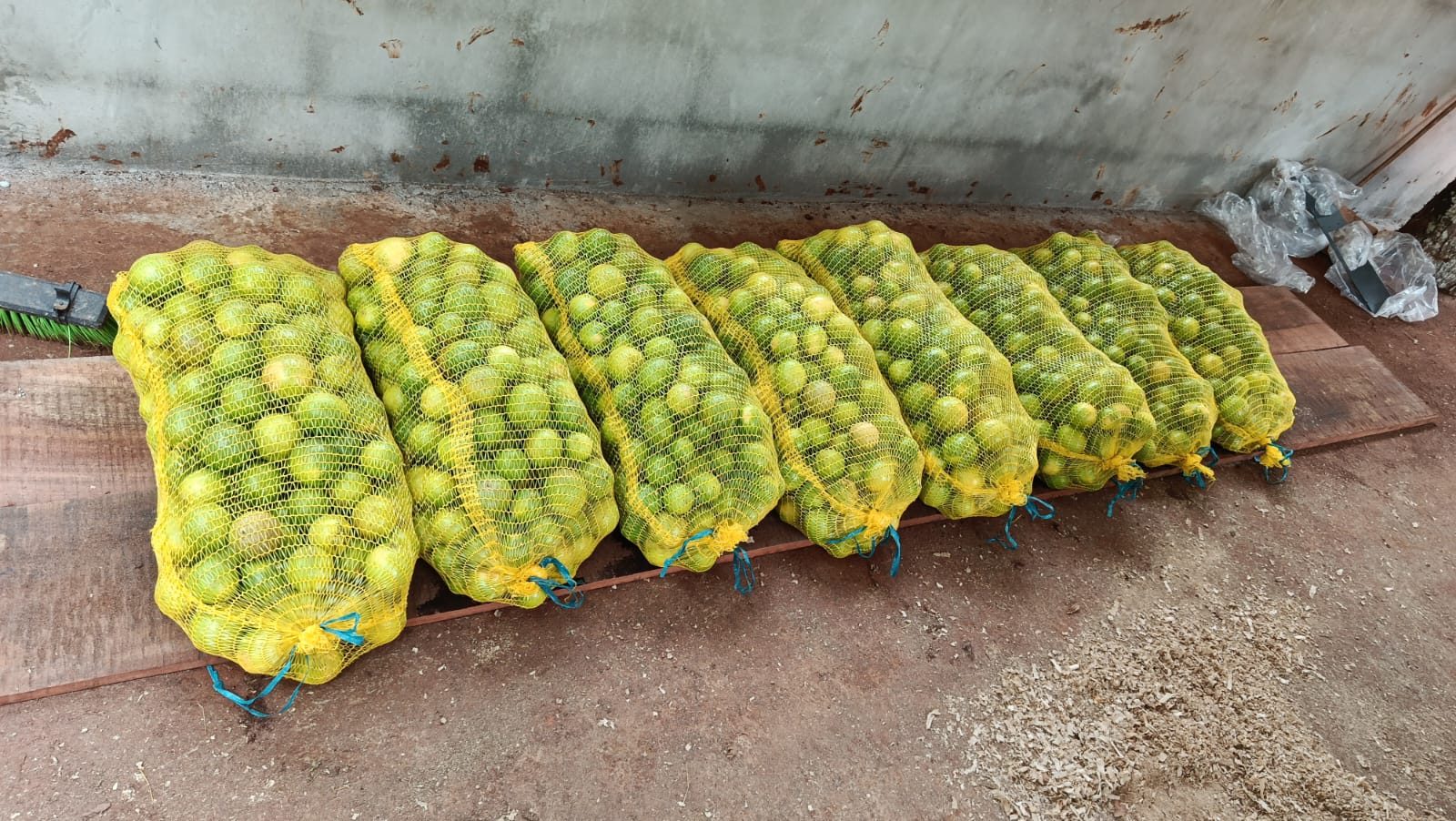 Harvested Lim&oacute;n Persa