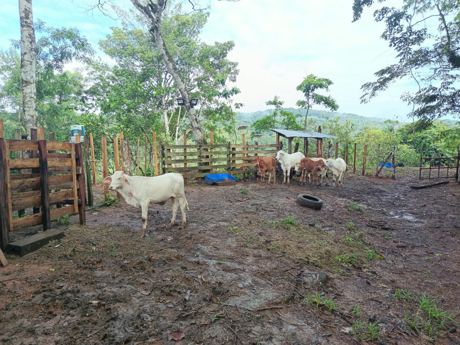 Brahman cattle in the corral